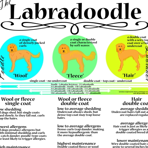 Labradoodle hair hot sale types